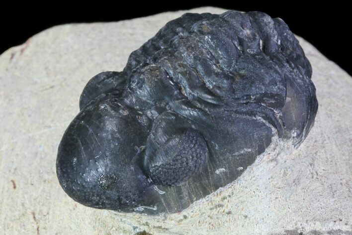 Bargain, Reedops Trilobite Fossil - Good Eye Facets #68657